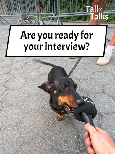 Goose the Dachshund with a Giant Stick | Mini Dachshund Video