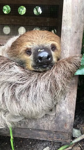 Relaxing Sloth Enjoys Fruits in Natural Habitat