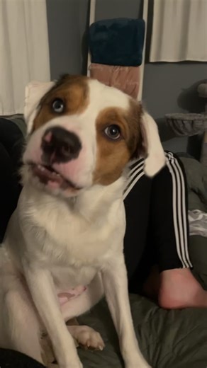 Dog Whisperer: Hilarious Moments with Our Canine Friends