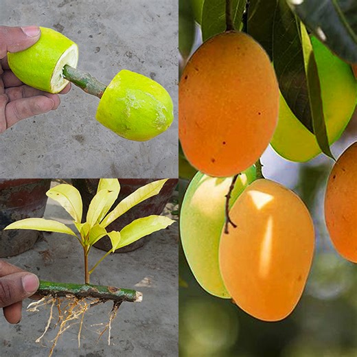 How to grow Mango from cuttings in lemons for beginners//Cuttings mango tree | Rana Craft