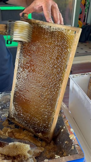 18 reactions | SAVAGE HIVE HERE!! We will need to requeen this hive .. the current queen is a savage, breeding savage bees ! 若若若 We will do that when we bring the hive back to our place. With Varoa on its way and knowing there’s at least one hive down that way that won’t be looked after properly, it’s safer for our bees to bring them home.  | Denise Hadley | Facebook