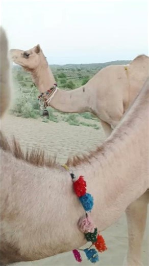 Cameli and her children