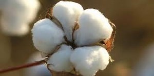 Eli Whitney's Cotton Gin