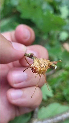 Stauropus fagi caterpillar / Lobster moth