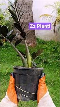 ZZ Plant Repoting Complete Guide!