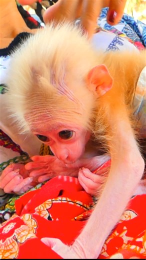 3.6K views · 37 reactions | Before and After Rescue – Lucy’s Journey Proves That Even the Saddest Stories Can Heal  ❤️ 凌 塞 #BabyMonkeyLucy #Monkeyreels #Monkeyvideos | Monkey TV168 | Facebook