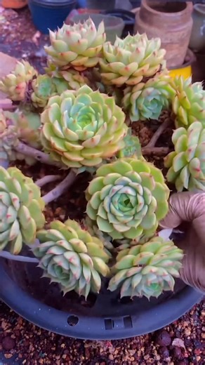 How to Repot Succulents: Easy Step-by-Step Guide