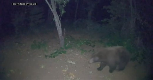 California Fish and Wildlife Commission to discuss possible bear hunting zone expansion in Modoc County