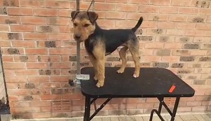 4K views · 546 reactions | A really nice specimen  - Lakeland Terrier | Jackal’s Old Country Blood | Facebook
