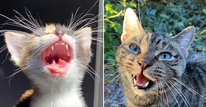 Did You Know You Can Tell a Kitten or Cat’s Age by Their…Teeth?