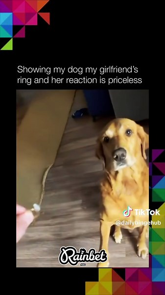 Understanding Dog Behavior: Tips for Dog Owners