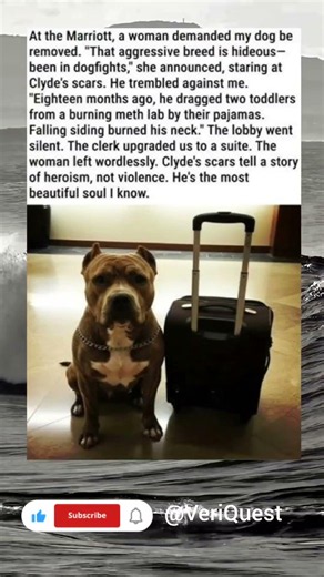 Don't Judge a Hero by His Scars: Meet Atlas, the Retired Military K9 🐾🇺🇸