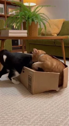 Two Cats, One Box 😼📦 Stare-Off Showdown!