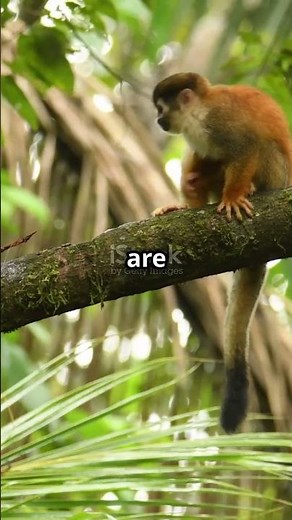 Squirrel Monkeys: The Social Geniuses of the Jungle!