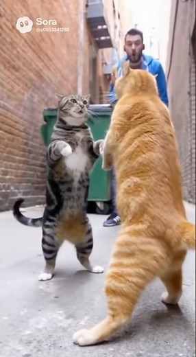 Cat Fight in Russia 🤣👊🐈Funny record #cat #catshorts #funnycats#catbattle