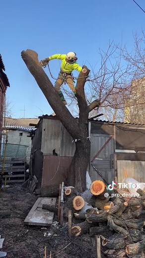 Арбористика Спил деревьев ✅ 🌳 tree Stihl Husqvarna 💪 arbotec notch Petzl #арбористика #treeworker #stihl #husqvarna #arbolife