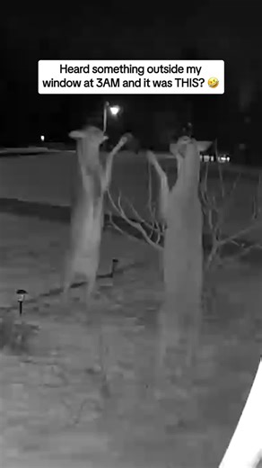 So who owes who money? 🦌 #afv #funny