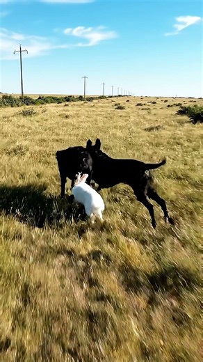 ⚡ Dog vs Rabbit — Who’s Actually Faster? #dogvsrabbit #animalchase #wildlife