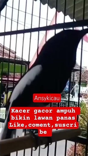 kacer gacor #ansykicau #shorts