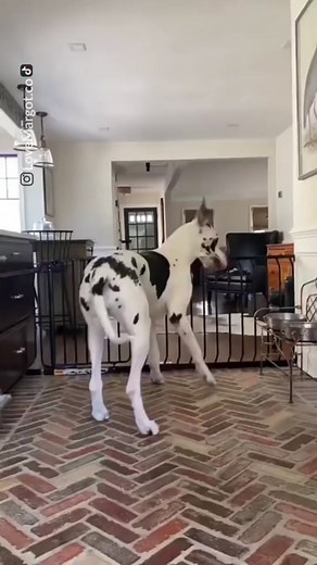 Great Dane Funny Video with Hilarious Barking Sound