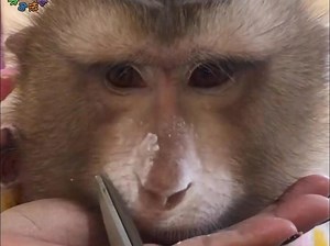 吗喽jason嘟嘟嘴，理发修面真帅啊！_哔哩哔哩_bilibili