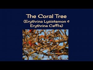 A Bonsai from a Coral Tree