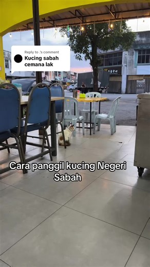 Cara Menyapa Kucing di Sabah Bah