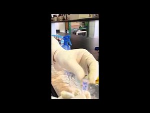 dissection of female rat ovary