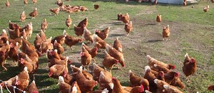 Best Chicken Hatchery in New Jersey - Chicks for Sale