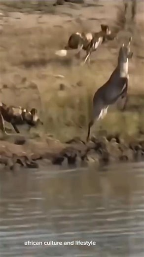 Fear took over… and the deer chose the water over death 🦌💦#shortsfeed #viralvideo #trending