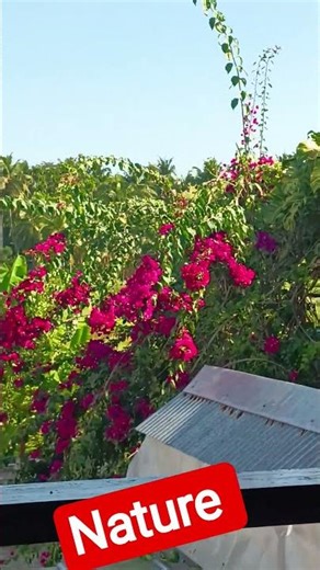 hum tumahare liye#Nature#shorts