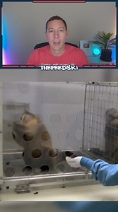 4.6M views · 100K reactions | Scientist taught monkeys how to use money and things went South fast! | TheFeedski | Facebook