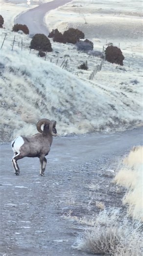 A nice big ram crossing the road. #nature #wildlife #wildanimals #ram #bighornsheep | Good Bull Guided
