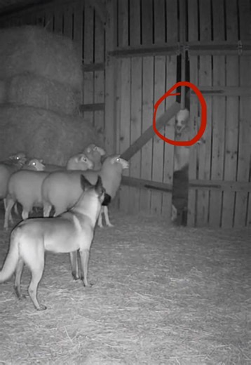 Something got my dogs attention 👀 pt.3 #creepy #scary #fyp #horrortok