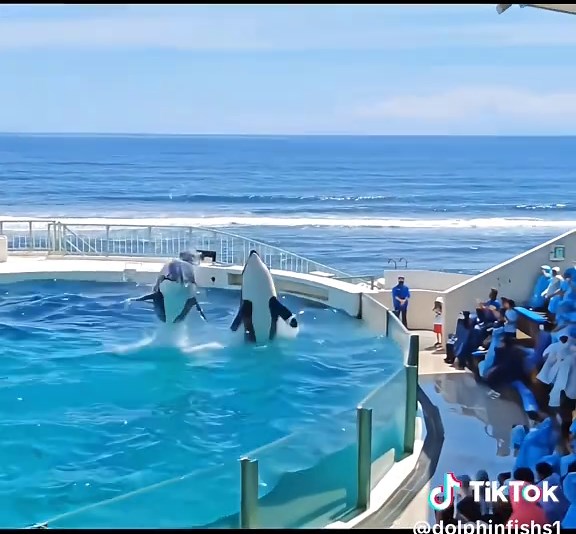 Exploring Dolphins: Nature's Playful Cetaceans