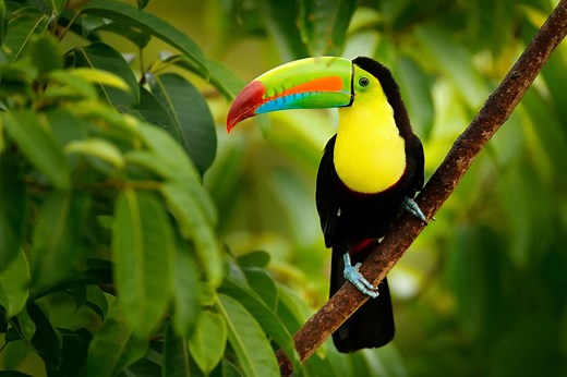 What Do Toucans Eat? Their 15  Favorite Foods