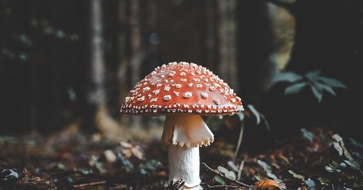 How to stop a bad psilocybin trip