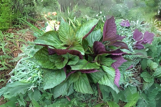 Red Leaf Perilla Shiso Seeds: Korean & Japanese Culinary Herb (400 Seeds) - Etsy