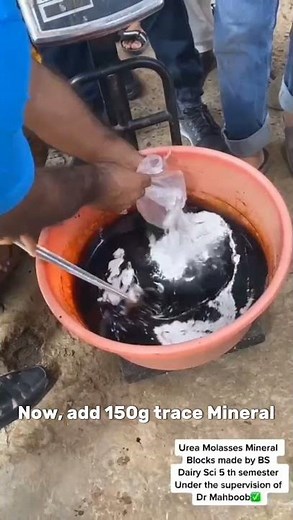 How to make Urea mineral molasses block || Full guidance in this Video. #UMMB #dairyfarm