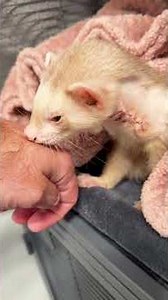 Cinnamon Survived Surgery ❤️🐾 🐭 Ferret