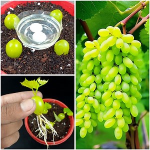 How to grow grapes from grape fruit | How to plant grapes | Growing grapes with easy technic | Rana Craft