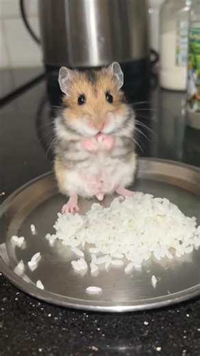 rat eating rice
