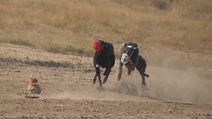for more new videos subscribe us on youtube. https://www.youtube.com/@greyhoundcoursingclub/videos #Dragrace #raceday #Trackrace #greyhound #Sports | Greyhound Coursing Club