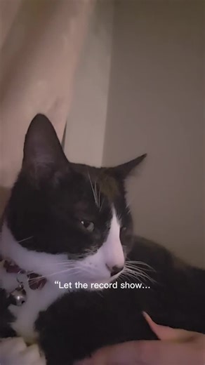 #Socks #celebritycat #fyp #cats #kittensoftiktok