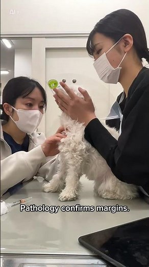 Canine Mast Cell Tumors: Surgery and Treatment Guide