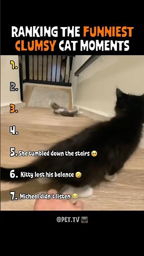 Ranking the Funniest Clumsy Cat Moments 😹🐾#shorts
