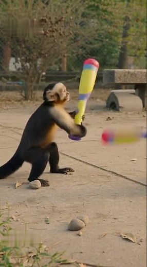 Hilarious Monkey Playtime: Capuchin Monkeys 'Battle' with Toys!