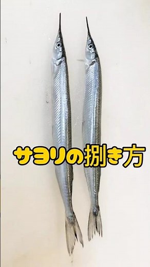 サヨリの捌き方【鉛筆サイズ】小さいサヨリを捌く #サヨリの捌き方 #サヨリの開き方 #サヨリの刺身用