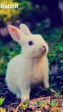 What A Rabbit Sounds Like