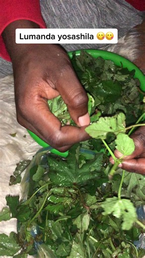 Zambian Cooking: Traditional Foods on Chilanga Mulilo